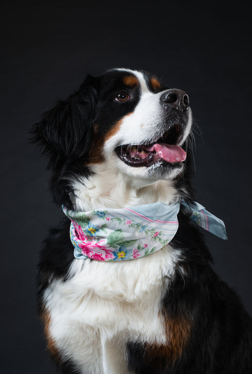 Beautifully styled dog showing top-rated dog spa reviews results