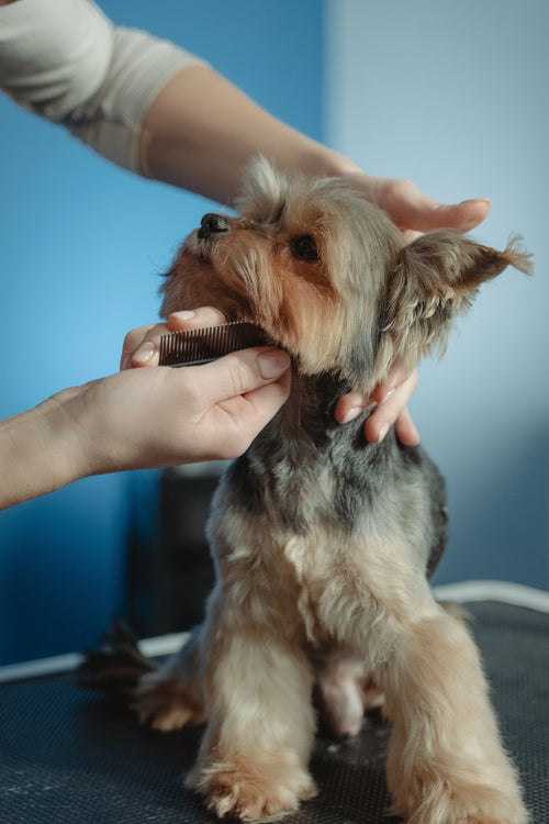 Sarah consulting with a pet owner - Mobile Pet Spa Frequently Asked Questions