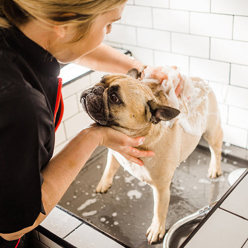 Sarah providing professional dog grooming and coat therapies