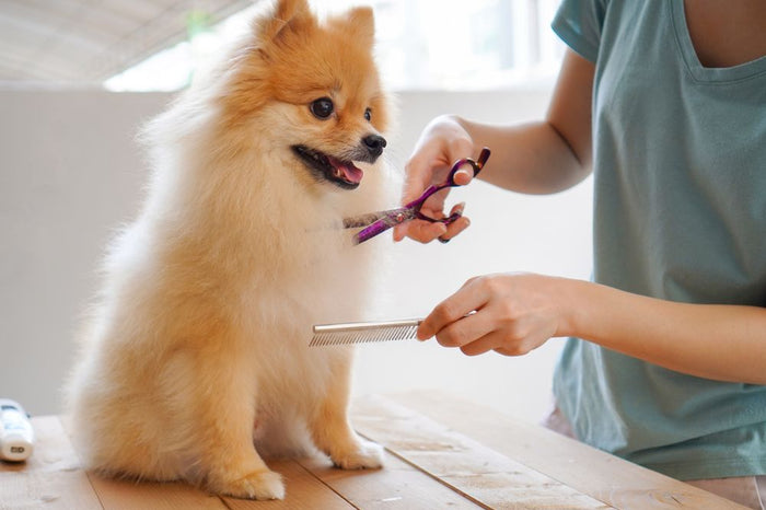 Sarah working with a happy dog - Professional Pet Groomer Palm Beach